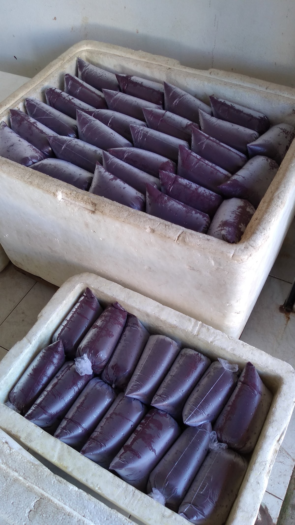 Açaí Mania