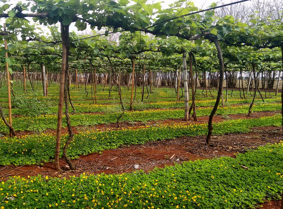 Vinícola Goiás
